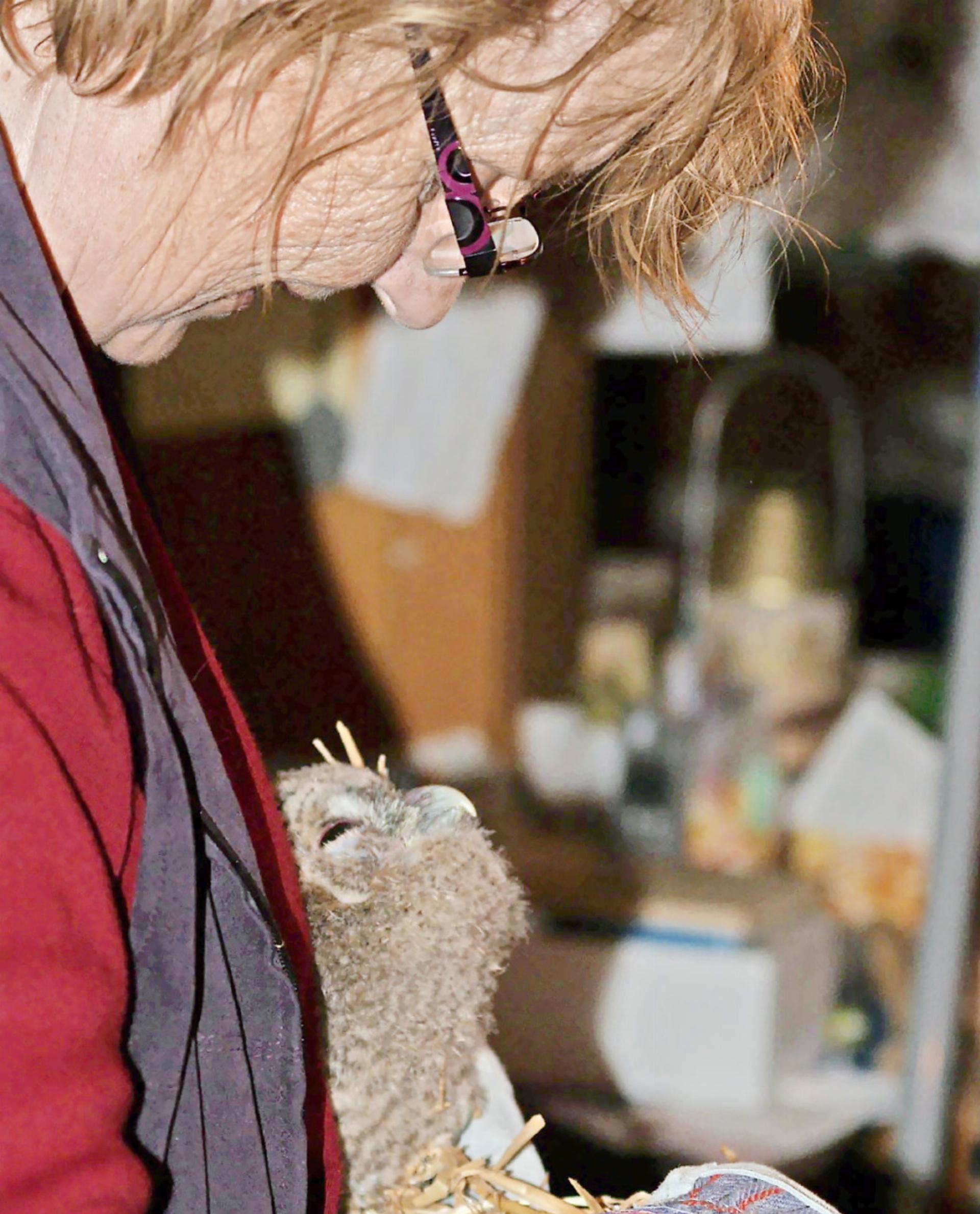 Stauffers Vogelstation im Oberland – und ihr abruptes Ende - Das Bild wird blockiert. – Möglicherweise durch einen aktiven Adblocker.