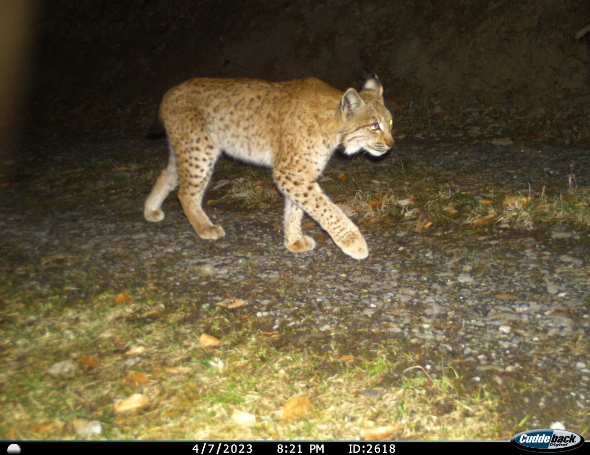 Vier gerissene Lämmer: War es ein Luchs?