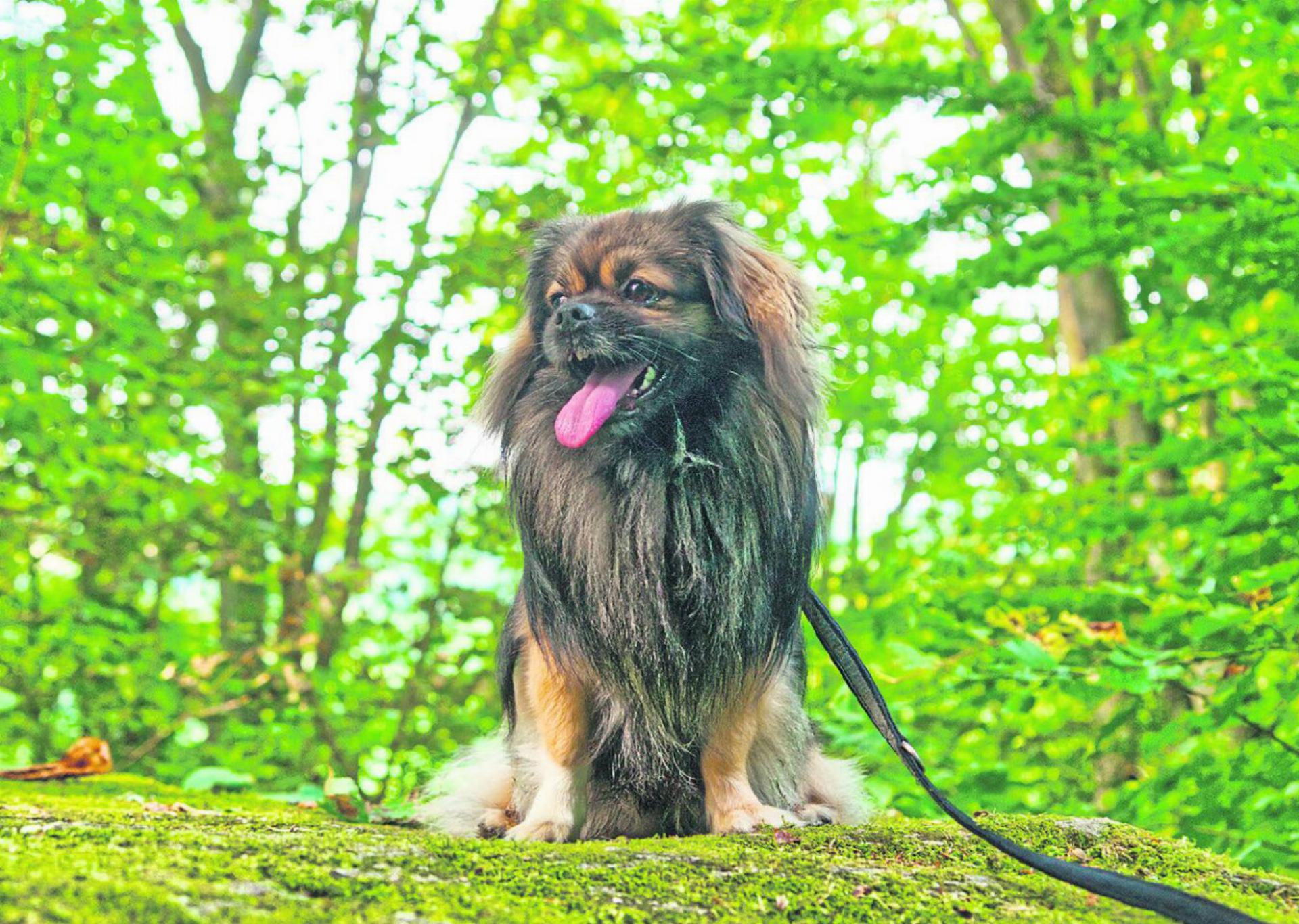 Keiner zu klein, ein Störefried zu sein: Vielleicht müssen Hunde im Kanton Bern schon bald während der Brut- und Setzzeit in und an den Wäldern an die Leine. FOTO: KEREM MAURER