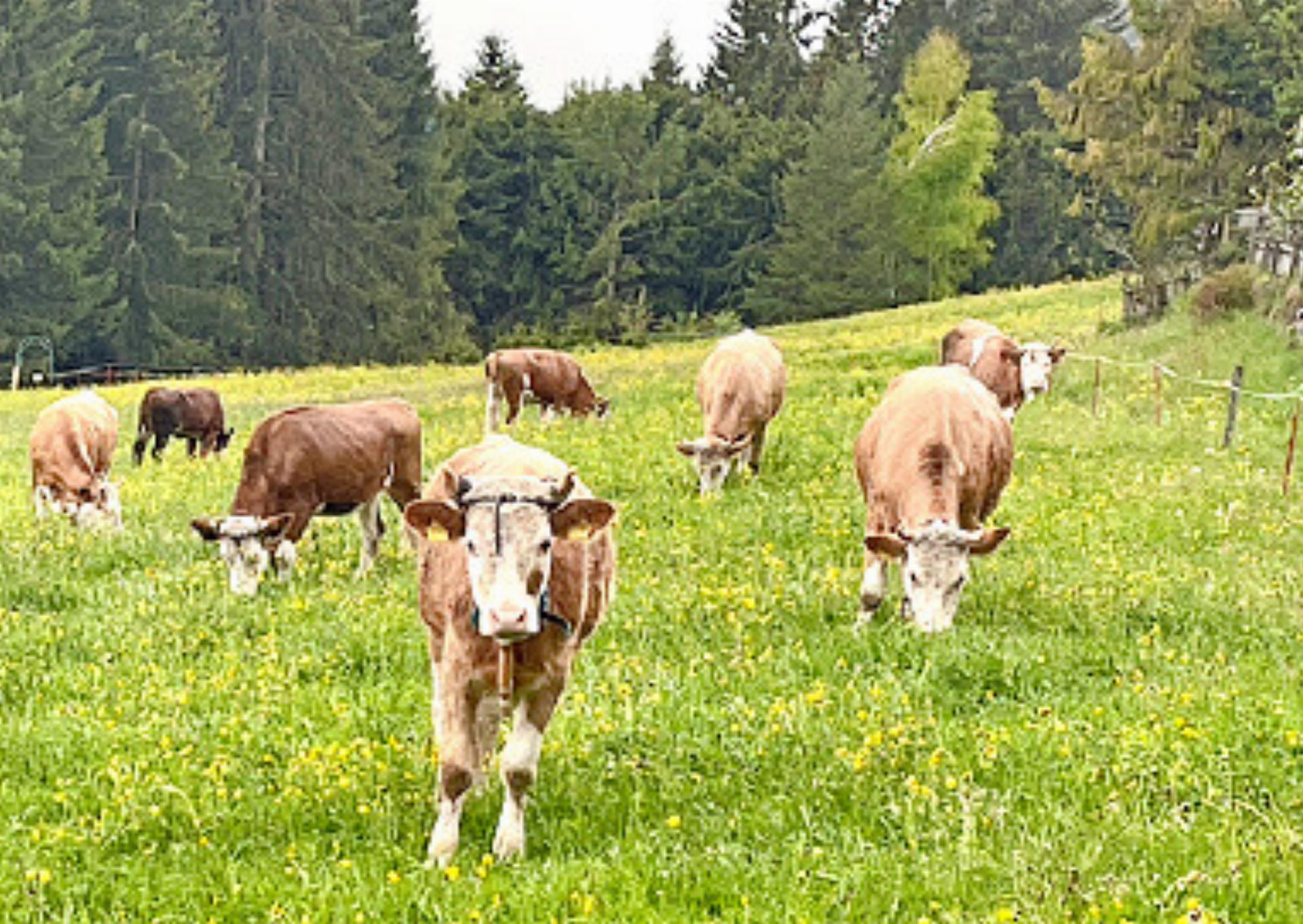 Ich mag Kühe – eigentlich…