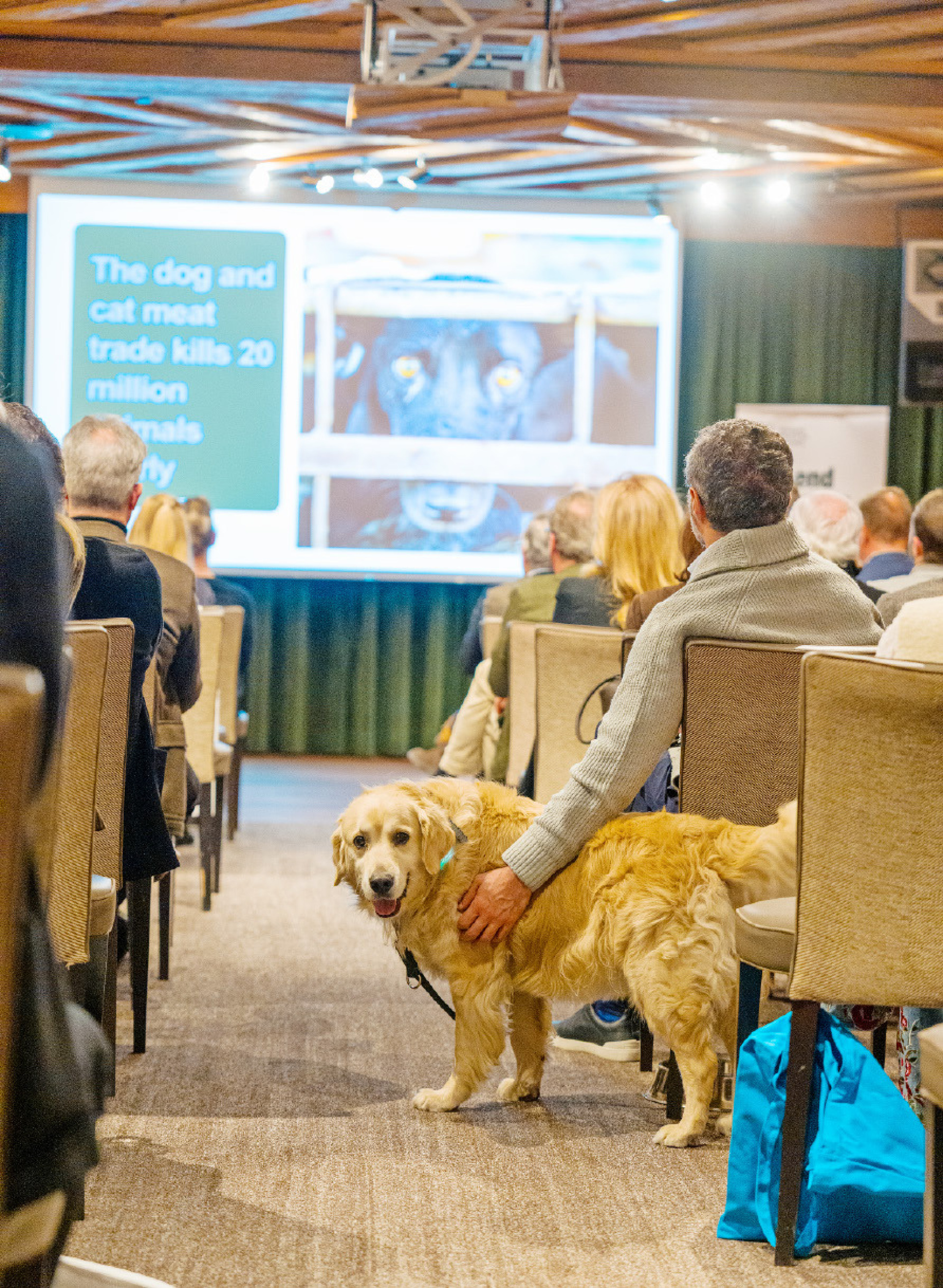 Gstaad engagiert sich für Humane World for Animals - Das Bild wird blockiert. – Möglicherweise durch einen aktiven Adblocker.