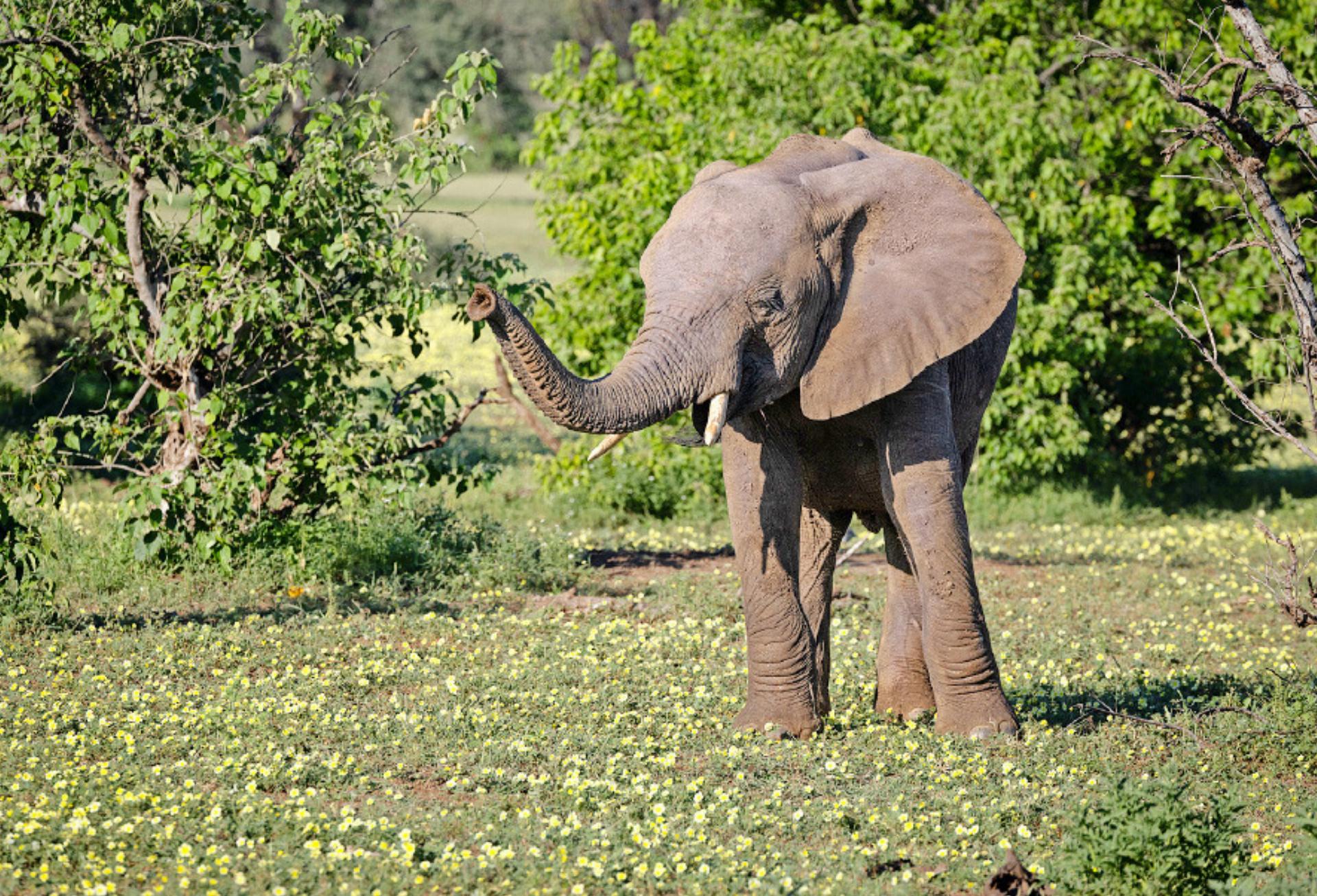 Magisches Botswana mit Gabi Thoenen - Das Bild wird blockiert. – Möglicherweise durch einen aktiven Adblocker.