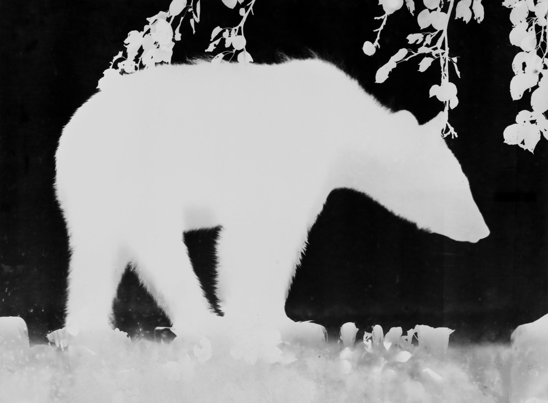 Wenn Wildtiere ihre  eigenen Schattenbilder hinterlassen - Das Bild wird blockiert. – Möglicherweise durch einen aktiven Adblocker.