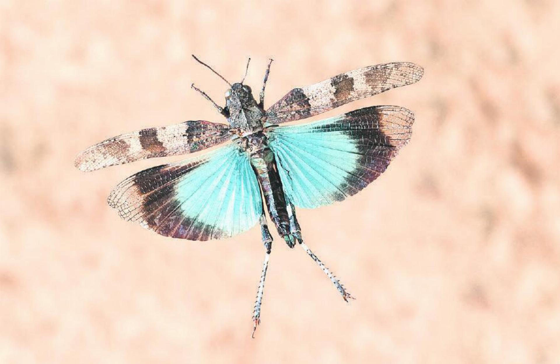 Die kräftig blau gefärbten Flügel mit deutlichen schwarzen Querbinden machen das Tier des Jahres 2023 unverwechselbar. FOTO: «BLICKWINKEL»/F. PERSEKE