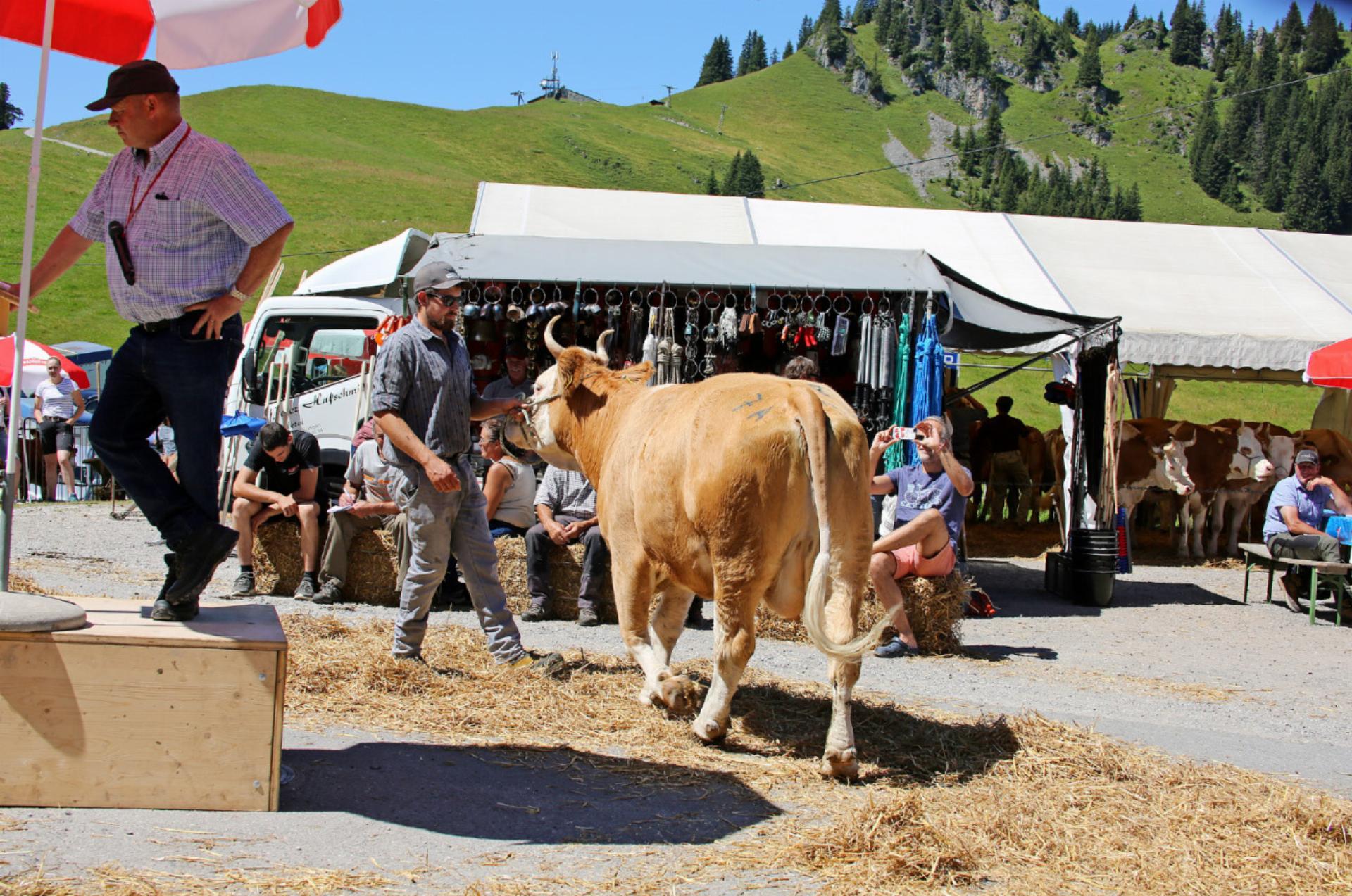 45. Viehsteigerung auf dem Hornberg