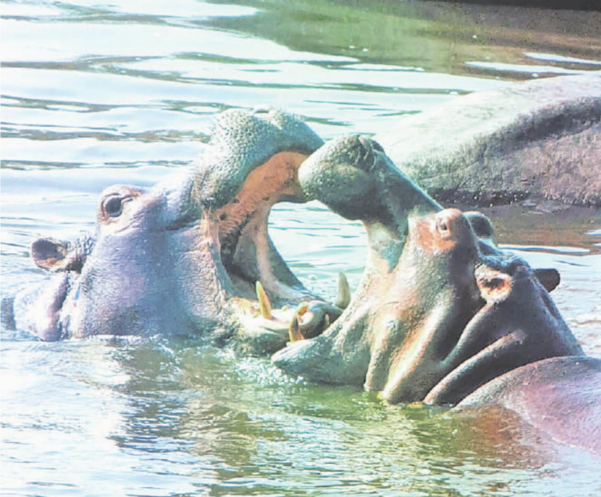 Fritz Wampfler hat eindrückliche Fotos gezeigt, wie dieses mit den zwei Nilpferden.