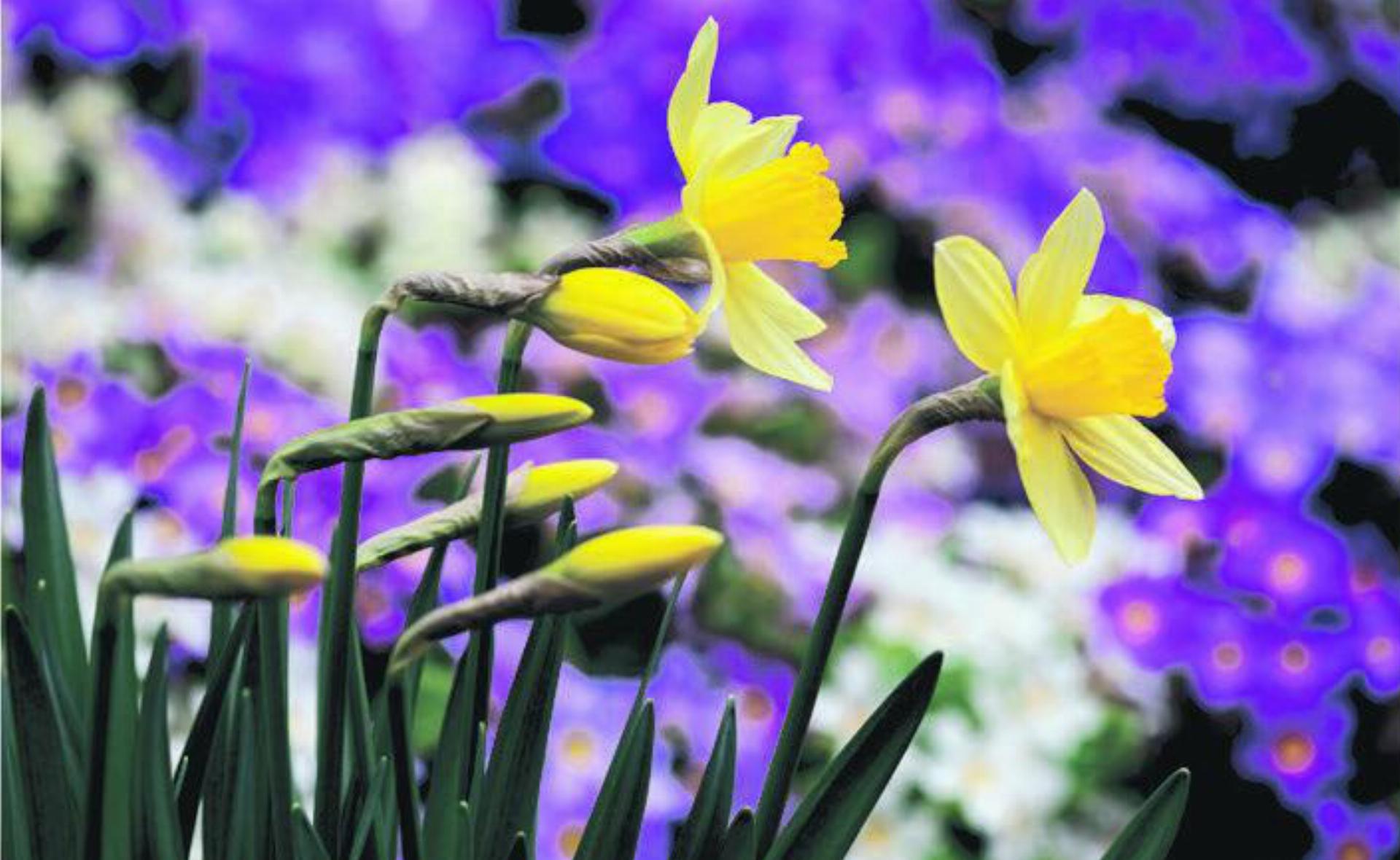 Ein riesiges Sortiment an Frühlingsblumen bei Blumen Stricker. FOTO: ZVG