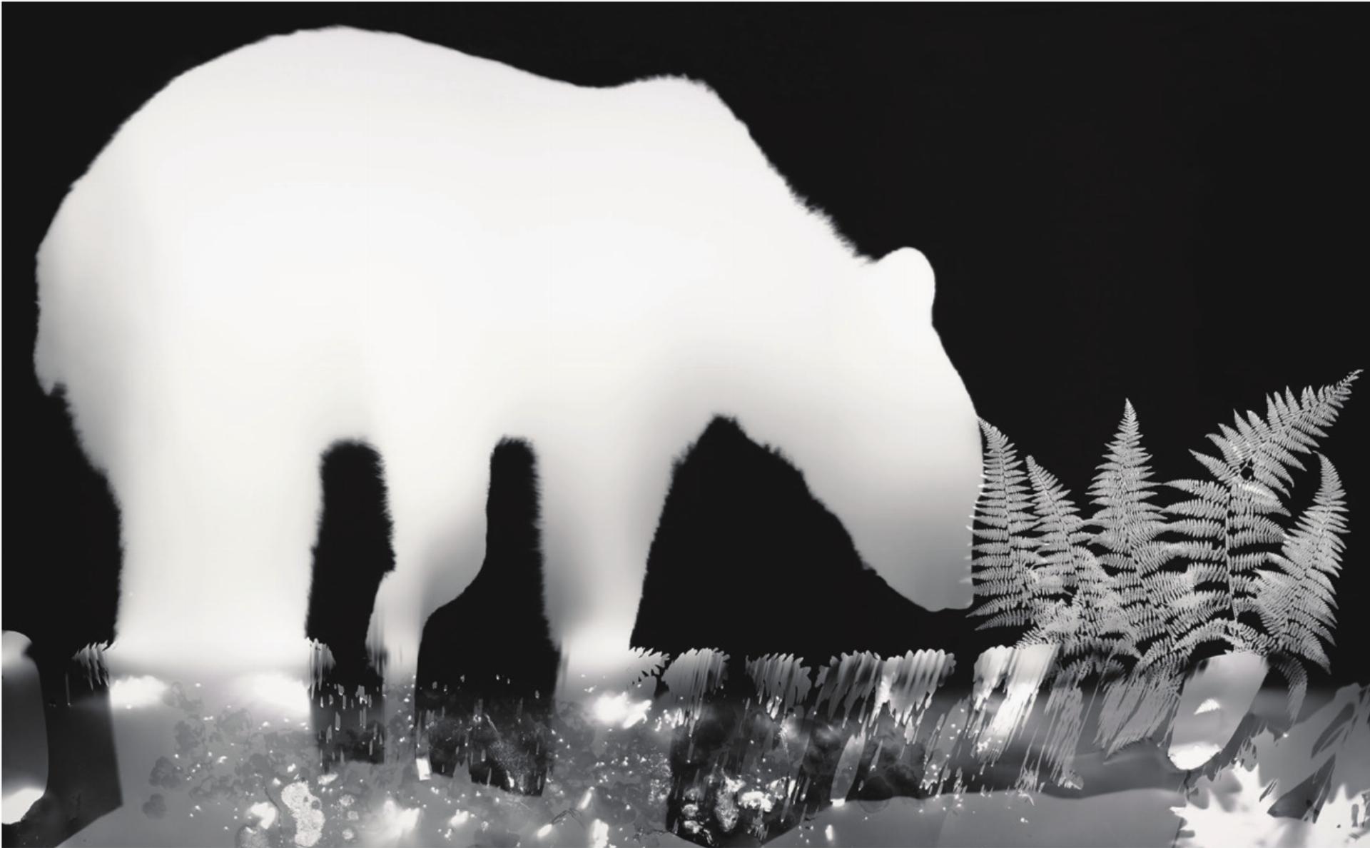 Wenn Wildtiere ihre eigenen Schattenbilder hinterlassen - Das Bild wird blockiert. – Möglicherweise durch einen aktiven Adblocker.