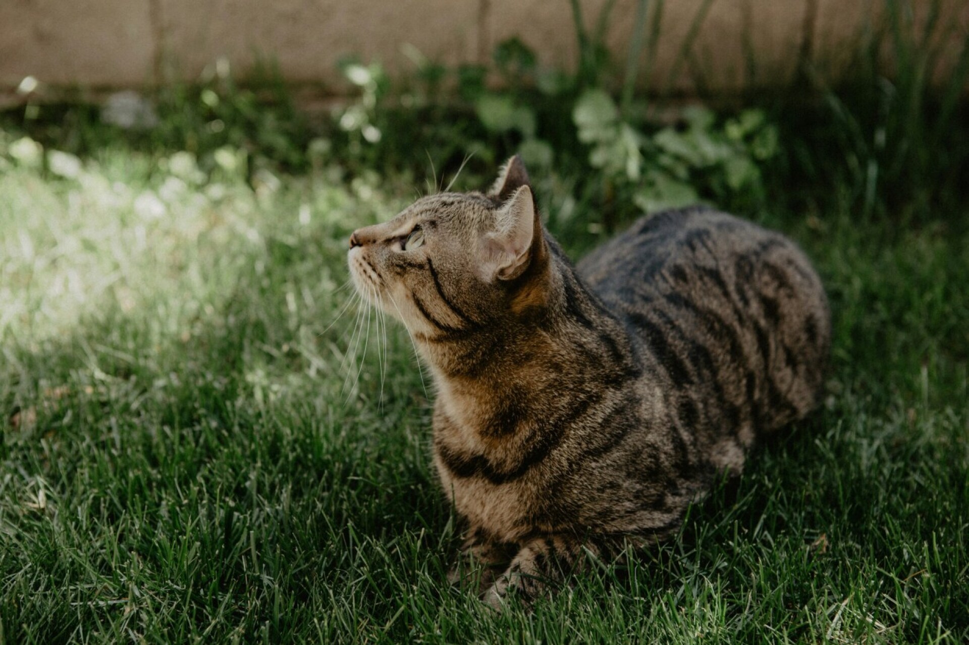 Chippflicht für Katzen kommt im Mai vors Parlament