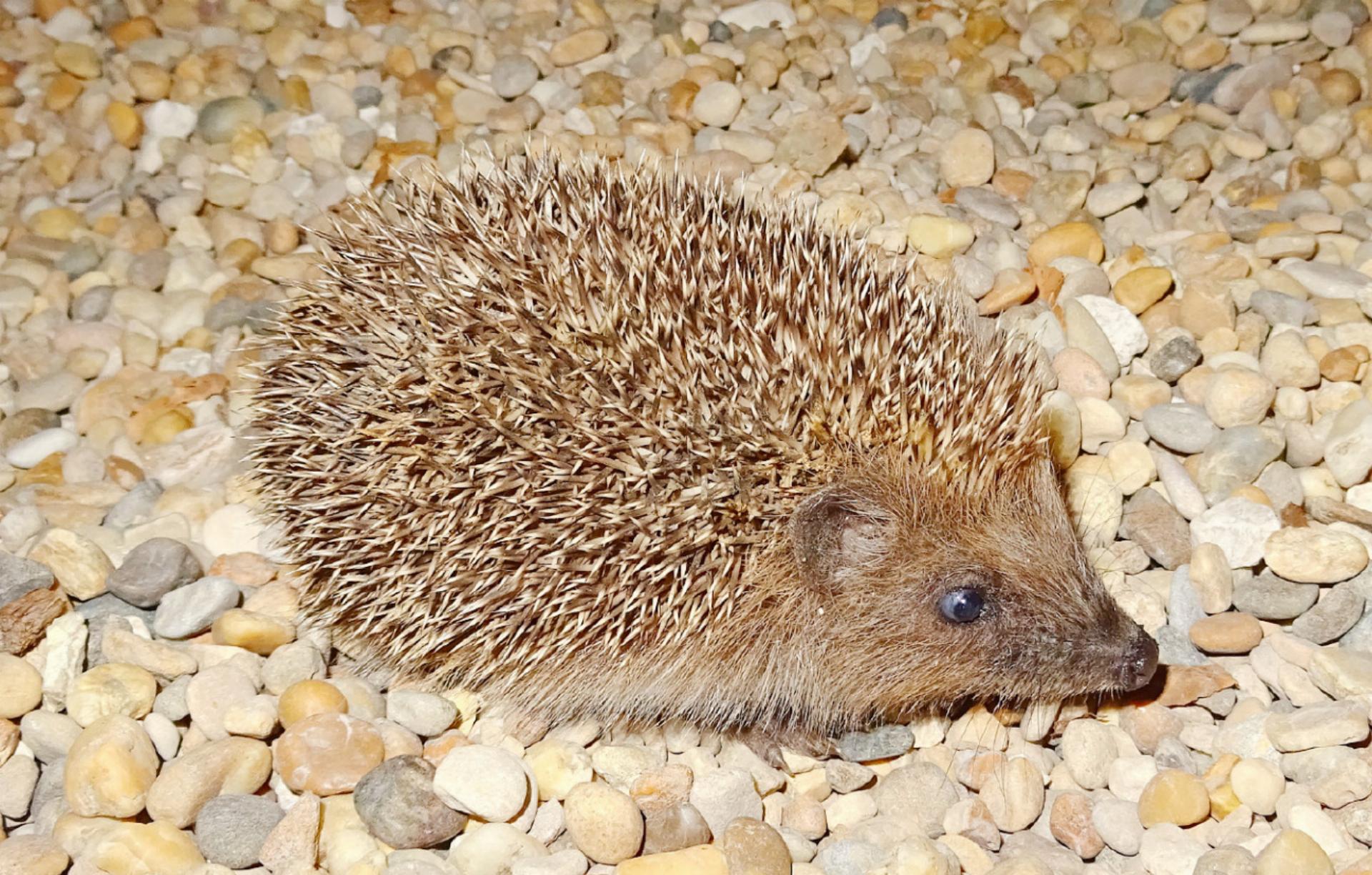 Der Igel ist das Tier des Jahres 2026 - Das Bild wird blockiert. – Möglicherweise durch einen aktiven Adblocker.