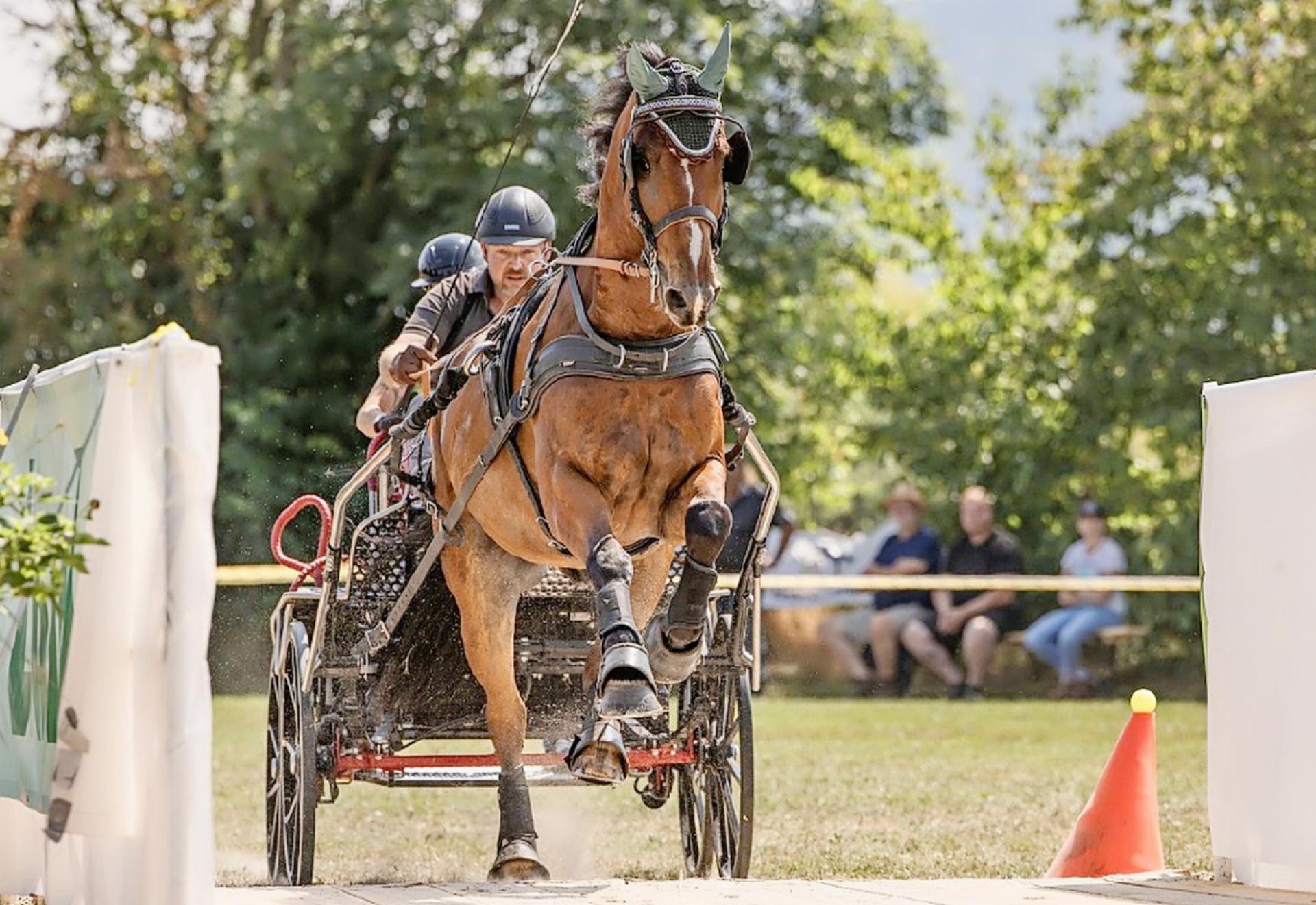 Erfolgreiche Turniersaison Fahrsport für Christian Schopfer mit Escado de Gessenay - Das Bild wird blockiert. – Möglicherweise durch einen aktiven Adblocker.