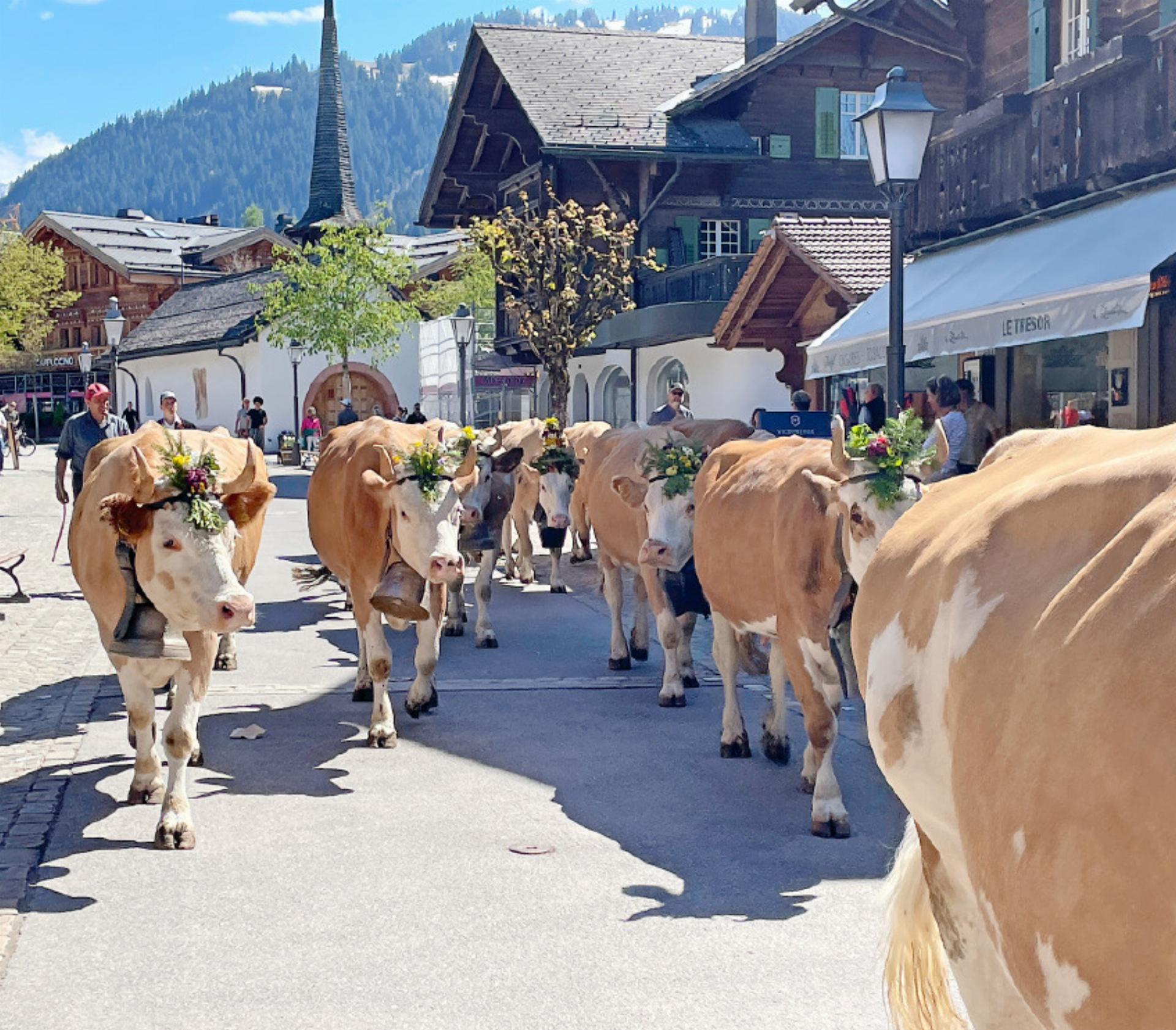 Die «Zügelsaison» hat begonnen - Das Bild wird blockiert. – Möglicherweise durch einen aktiven Adblocker.