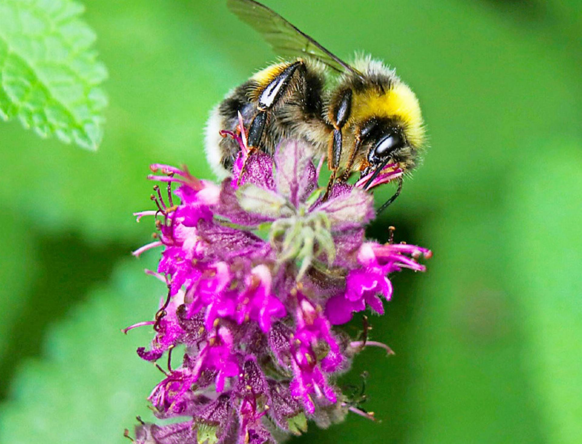 Ökologische Aufwertungen bringen mehr Bienen zurück in den Wald