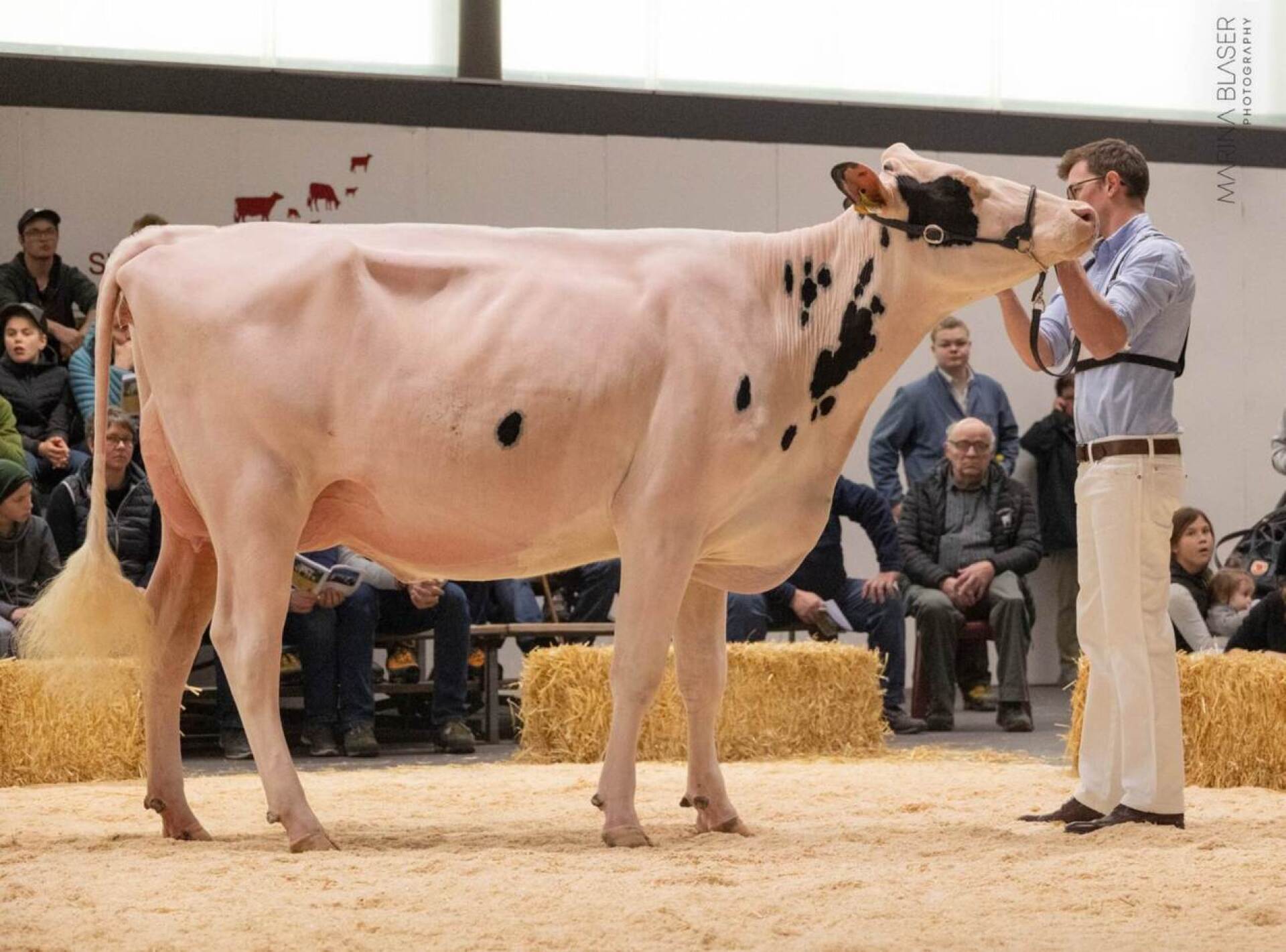 Juniormiss Red Holstein/Holstein: Gobelis Arrow Priscilla von Gobeli Holstein, Saanen.