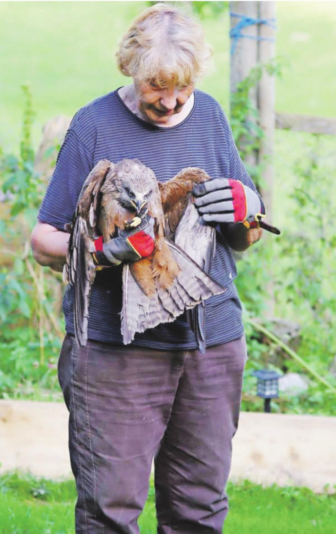 Verena Stauffer bei ihrer Arbeit mit verletzten Tieren. Verena Stauffer bei ihrer Arbeit mit verletzten Tieren.