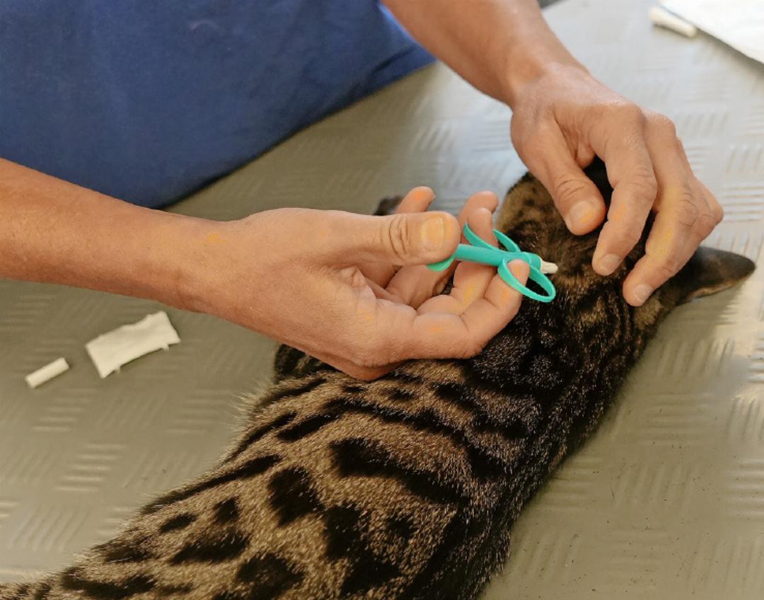 Die Katze wird gechippt. Die Katze wird gechippt.