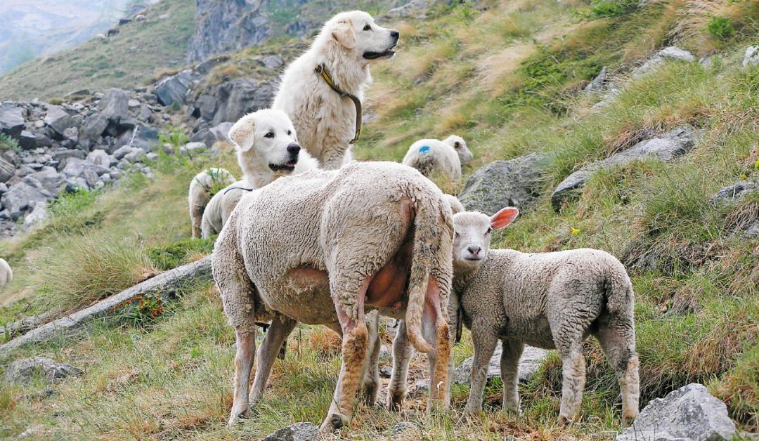 Eine Schafherde gilt laut der Wirtschafts-, Energie- und Umweltdirektion des Kantons Bern (WEU) als geschützt, wenn sie von zwei Herdenschutzhunden bewacht wird. FOTO: FRANÇOIS MEYER Eine Schafherde gilt laut der Wirtschafts-, Energie- und Umweltdirektion des Kantons Bern (WEU) als geschützt, wenn sie von zwei Herdenschutzhunden bewacht wird. FOTO: FRANÇOIS MEYER