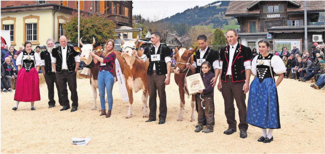 Swiss Fleckvieh: v.l. Miss Topschau Kilian Unique, Ehrerwähnung Corona Zitronette und Arno Liana, Miss Schöneuter. Swiss Fleckvieh: v.l. Miss Topschau Kilian Unique, Ehrerwähnung Corona Zitronette und Arno Liana, Miss Schöneuter.