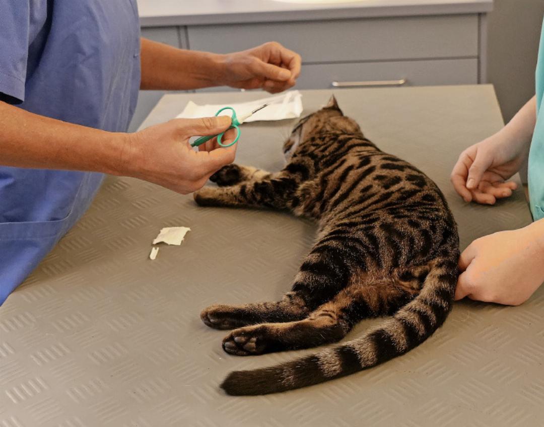 Diese Katze wurde betäubt, da sie danach kastriert wurde. Diese Katze wurde betäubt, da sie danach kastriert wurde.