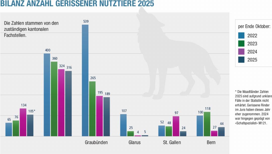 Die Anzahl der vom Wolf gerissenen Nutztiere in den in der Grafik angegebenen Kantonen hat sich von insgesamt 1263 im Jahr 2022 auf 683 im Jahr 2024 gesenkt. QUELLE: KANTONALE FACHSTELLEN, GRAFIK: SUSANNE KAISER, MÜLLER MEDIEN AG Die Anzahl der vom Wolf gerissenen Nutztiere in den in der Grafik angegebenen Kantonen hat sich von insgesamt 1263 im Jahr 2022 auf 683 im Jahr 2024 gesenkt. QUELLE: KANTONALE FACHSTELLEN, GRAFIK: SUSANNE KAISER, MÜLLER MEDIEN AG
