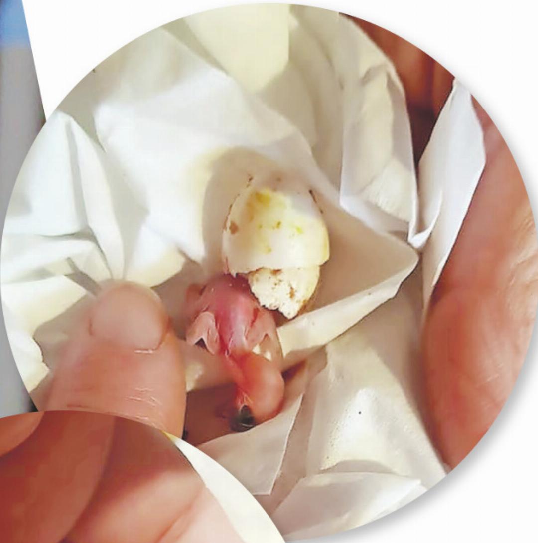 Nächtelang wachte Verena Stauffer über frisch geschlüpfte Vögelchen, wärmte und fütterte sie, bis sie – im Idealfall – ausgewildert werden konnten. Nächtelang wachte Verena Stauffer über frisch geschlüpfte Vögelchen, wärmte und fütterte sie, bis sie – im Idealfall – ausgewildert werden konnten.