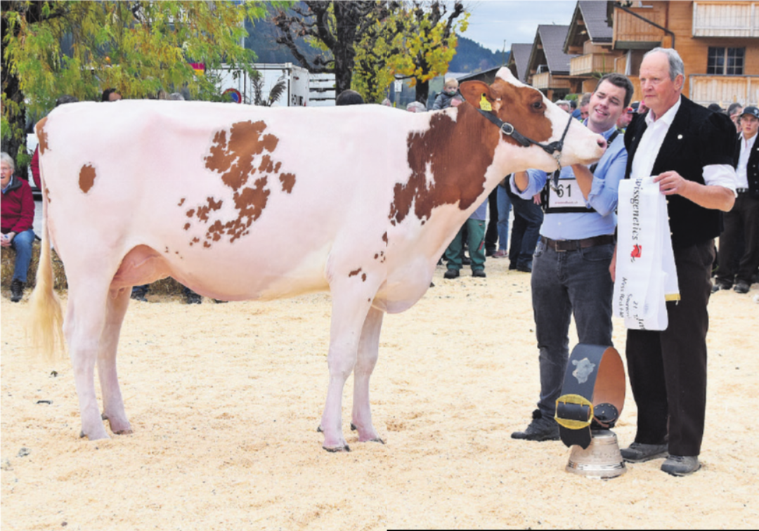 Miss Topschau RH/HO Power Faida verteidigte ihren Miss Topschau RH/HO Power Faida verteidigte ihren