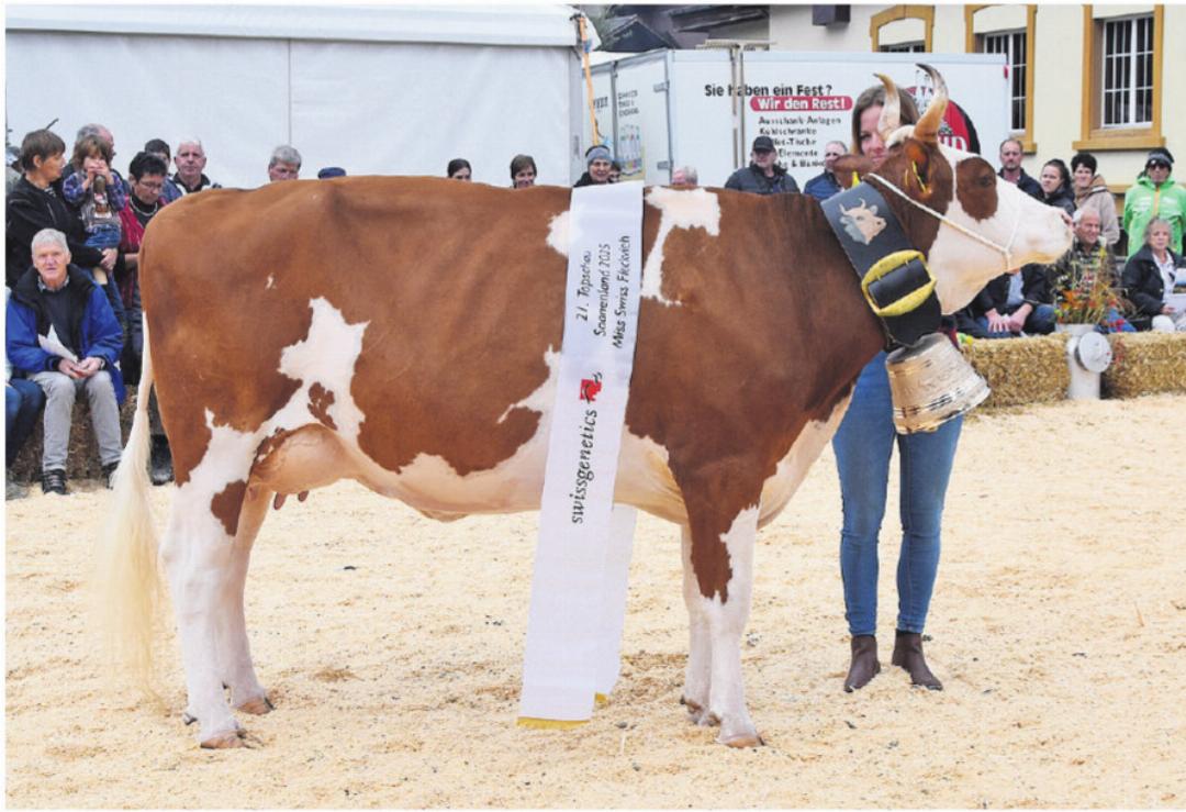 Miss Topschau SF, Kilian Unique, machte schon im Ring auf sich aufmerksam. Miss Topschau SF, Kilian Unique, machte schon im Ring auf sich aufmerksam.