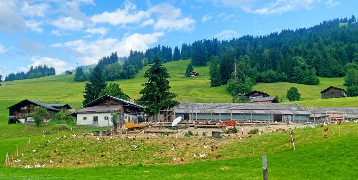 Nach fast 30 Jahren sollen die Hühner von Kobi Ei Gstaad – vorübergehend – verschwinden. FOTOS: ZVG
