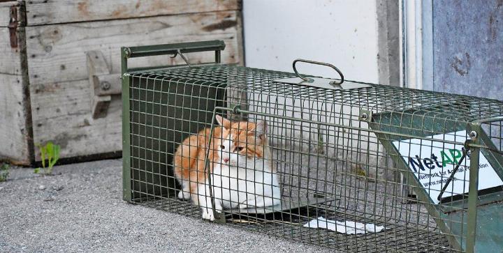 Frei lebende Katzen werden mit Futter in eine Lebendfalle gelockt, um sie einzufangen, damit sie kastriert werden können. FOTO: NETAP