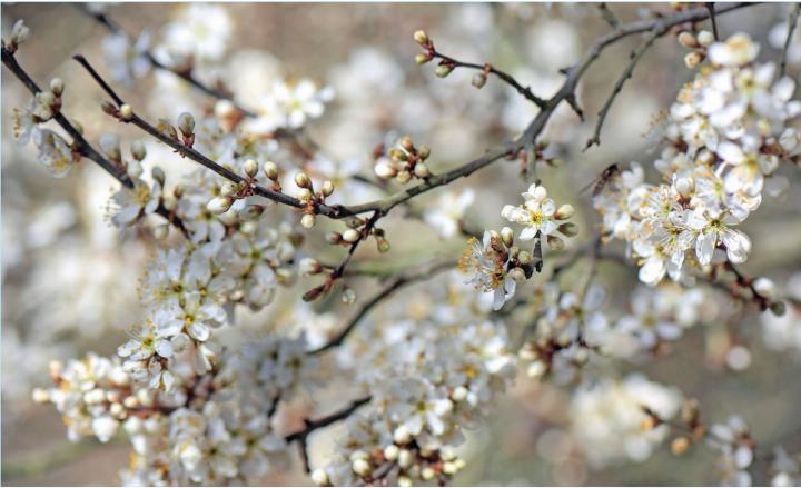 Nach dem Winter treiben neue Knospen aus. FOTO: PIXABAY.COM