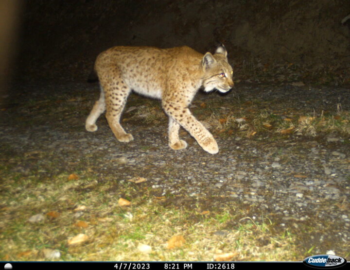 Ein Luchs tappte in eine Fotofalle der KORA. (Foto: zVg)