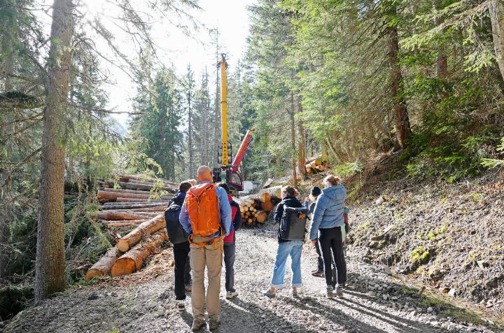 Werden Nadelbäume im Saanenland bald weniger?
FOTOS: PAULA MITTAG