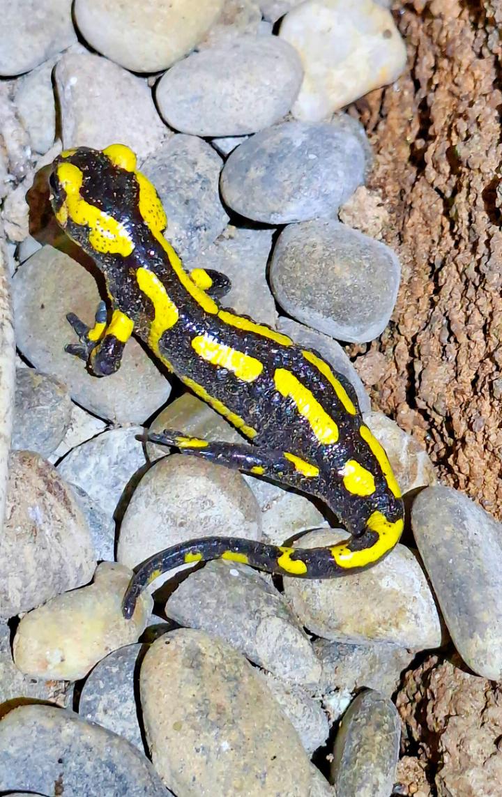 Salamander können bis zu 20 Jahre alt werden. FOTO: BERT INÄBNIT