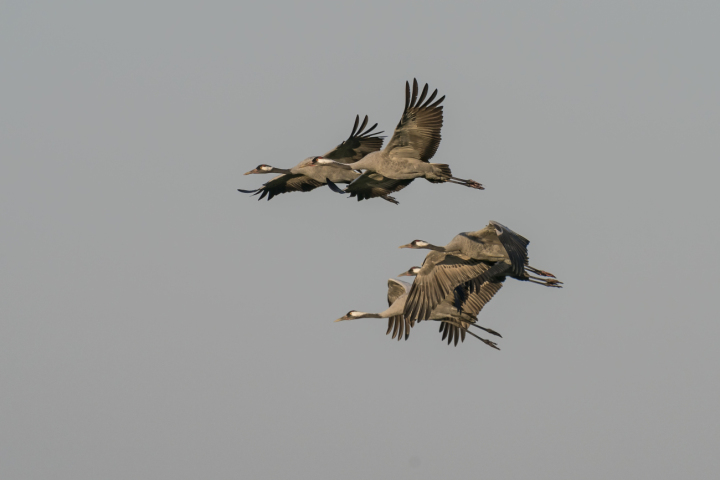 Der Durchzug der Grauen Kraniche (Grus grus) ist ein Naturschauspiel, das auch künftig über der Schweiz beobachtet werden dürfte. (Foto: MARCEL BURKHARDT)