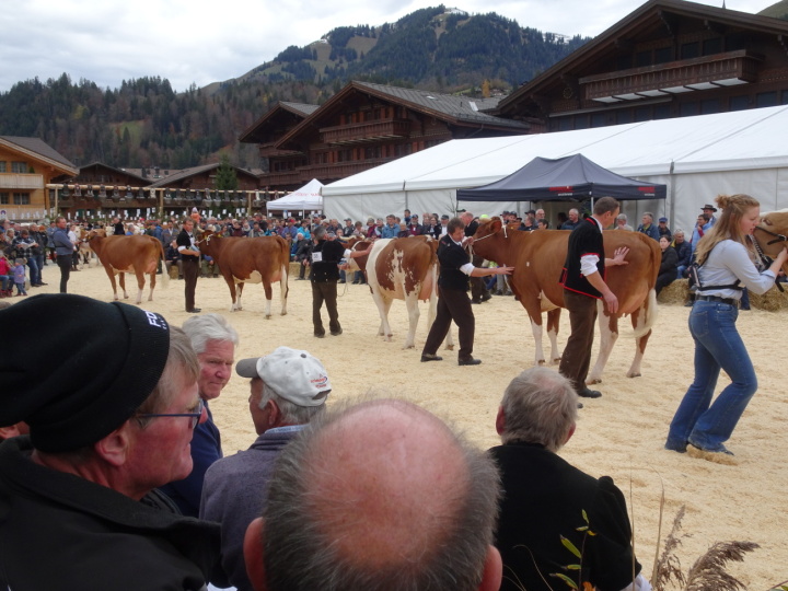 Die Sitzplätze mit guter Sicht auf den Ring waren bald einmal besetzt. (Fotos: AvS) Die Sitzplätze mit guter Sicht auf den Ring waren bald einmal besetzt. (Fotos: AvS)