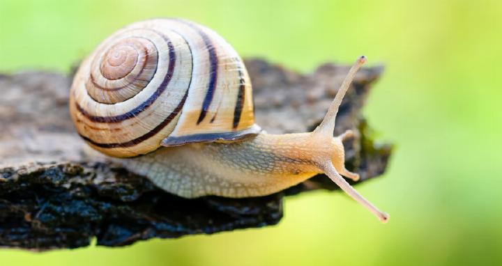 Die Hain-Schnirkelschnecke. FOTO: STEPHANIE VITZTHUM