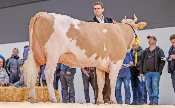 Vize Miss Simmental Junior: Tur-Bach Armando Bella von Ueli Bach, Turbach.