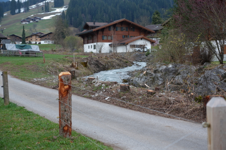 Am Chalberhönibach wurden unter anderem Rotttannen gefällt. Das hat seine Gründe. (Foto: Jonathan Schopfer)