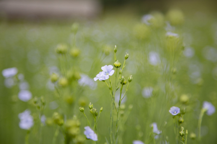 Die hellblauen Blüten eines Bergflachs in Château-d’Oex. (Fotos: AvS)