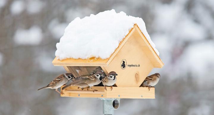 Futterhaus-Modelle mit schmalen Krippen verringern das Risiko, dass Vogelkot mit dem Futter in Kontakt kommt und sich dadurch Krankheiten ausbreiten. (links: Feldsperlinge). FOTOS: MARCEL BURKHARDT