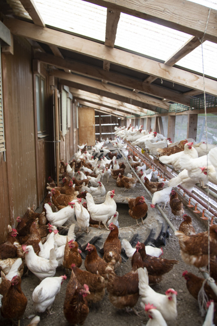 Die Hühner von Kobi-Ei im Grund während ihrer «Mittagspause»: Eier gelegt wird von rund sieben bis zehn Uhr, wie Kobi Zeller angibt. (Fotos: Jocelyne Page)