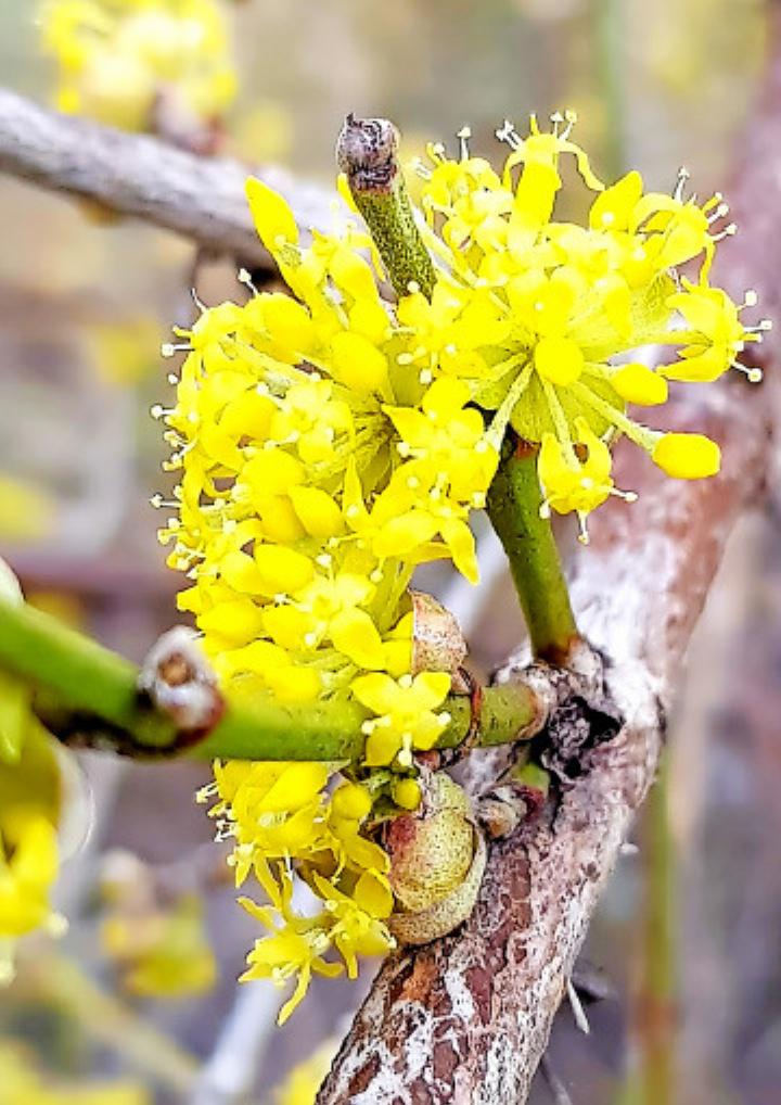 «Willkommen Frühling 2025», schreibt unsere Leserin Linda von Steiger. FOTOS: LINDA VON STEIGER, SAANEN