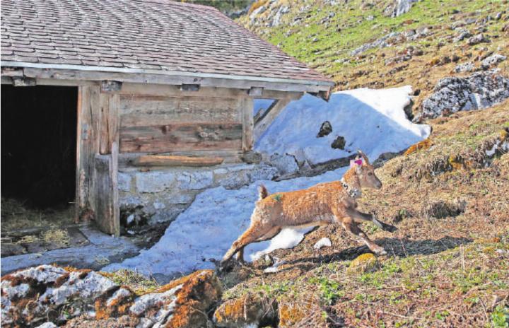 Eine junge Steingeiss am Stockhorn. FOTO: CHRISTIAN SIEGENTHALER