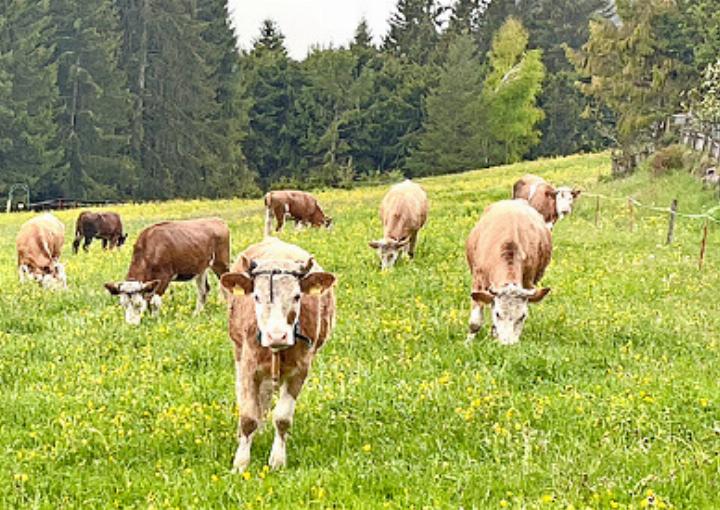 Dieses Rind hält direkten Augenkontakt. Ob es – wie man den Hunden nachsagt – meine Angst, meinen Respekt spürt und deshalb direkt auf mich zukommt? FOTO: ANITA MOSER