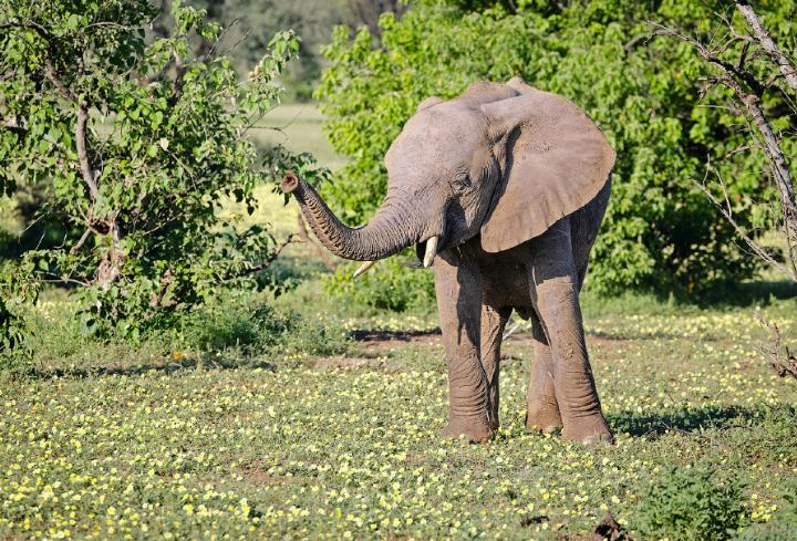 Die wunderbare Tierwelt von Südafrika hat so einiges zu bieten.    FOTO: GABI THOENEN