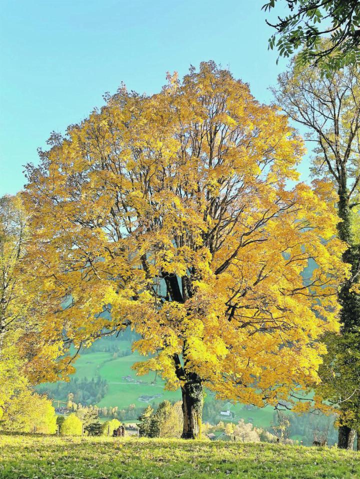 Der Ahorn im Herbst: ein Symbol für Vergänglichkeit und die Schönheit der Schöpfung. FOTO: DENISE ZELLER