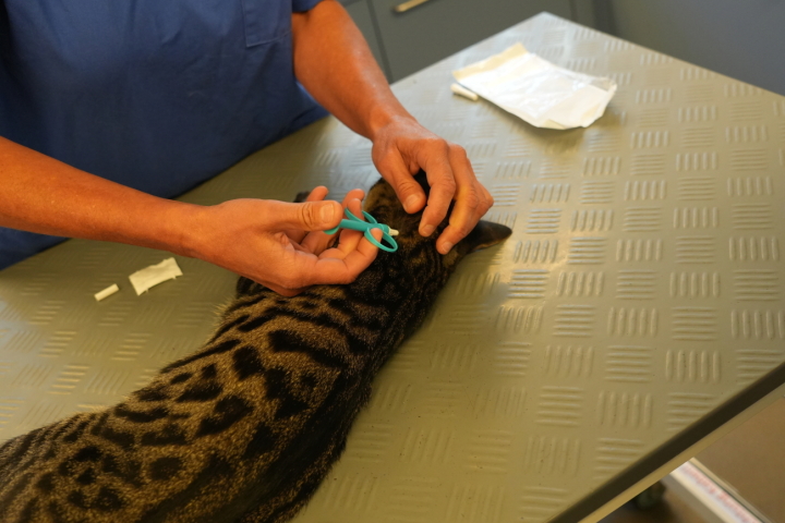 Die Katze wird gechippt. (Foto: AvS) Die Katze wird gechippt. (Foto: AvS)