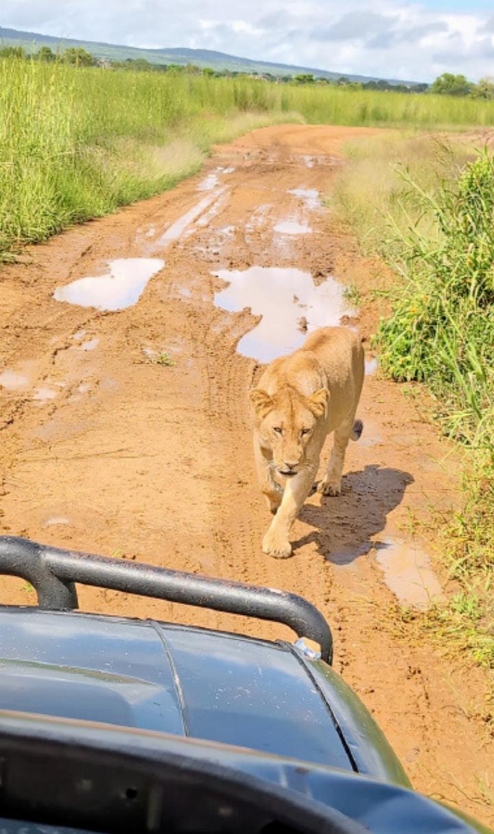 Direkt neben dem offenen Jeep spazierte die Löwin vorbei. Ich hätte die Hand ausstrecken und sie berühren können. FOTO: SONJA WOLF