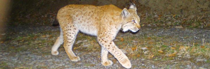 Ein Luchs tappte in eine Fotofalle der KORA. FOTO: KORA