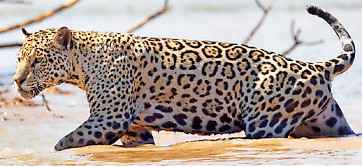 Fritz Wampfler zeigt Fotos zum Thema Pantanal. FOTO: ZVG